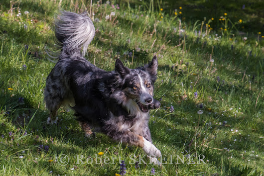 Robert SKREINER - Blog