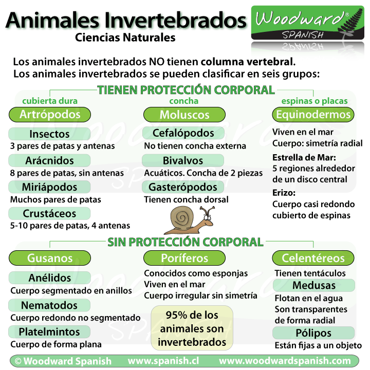 Animales Invertebrados