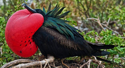 Animal Start with Letter F - Frigatebird Animal Start with Letter F - Frigatebird