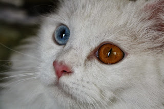 Ini Dia 8 Kucing Yang mempunyai Warna Mata Berbeda Namun Tampak Indah Ini Dia 8 Kucing Yang mempunyai Warna Mata Berbeda Namun Tampak Indah