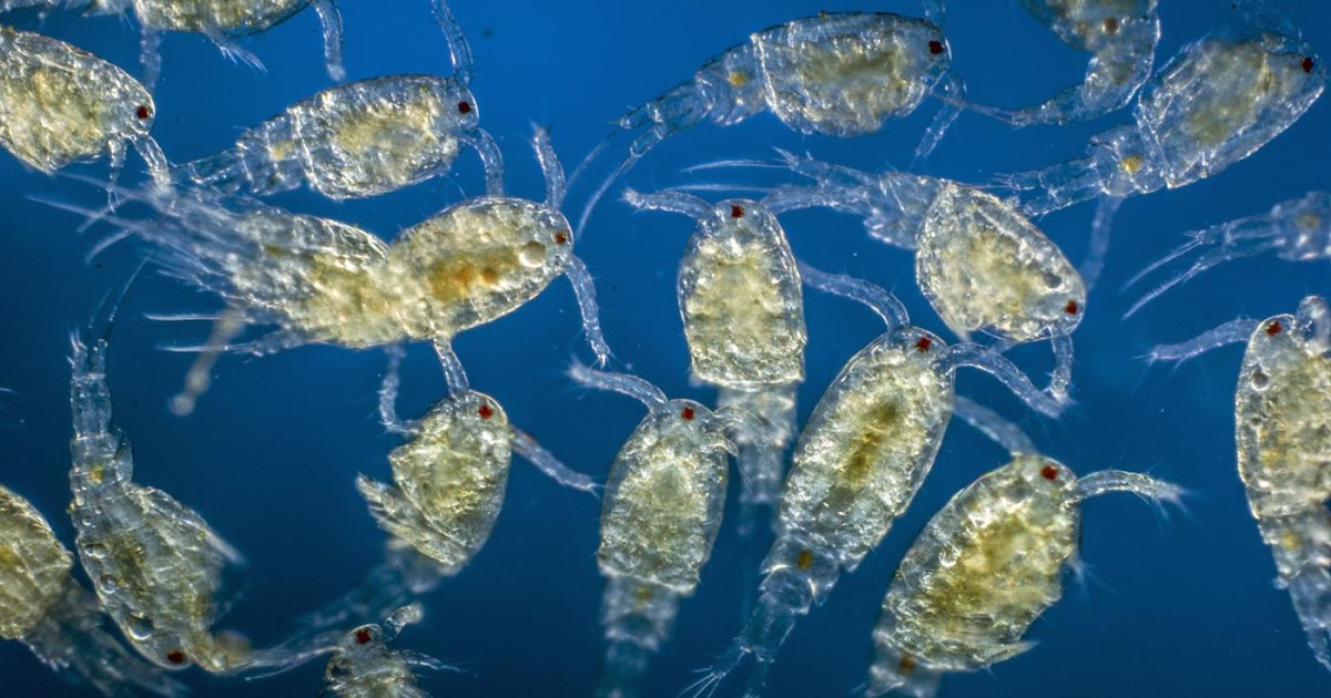 plankton-nedir-co-rafya-terimleri-co-rafi-blog