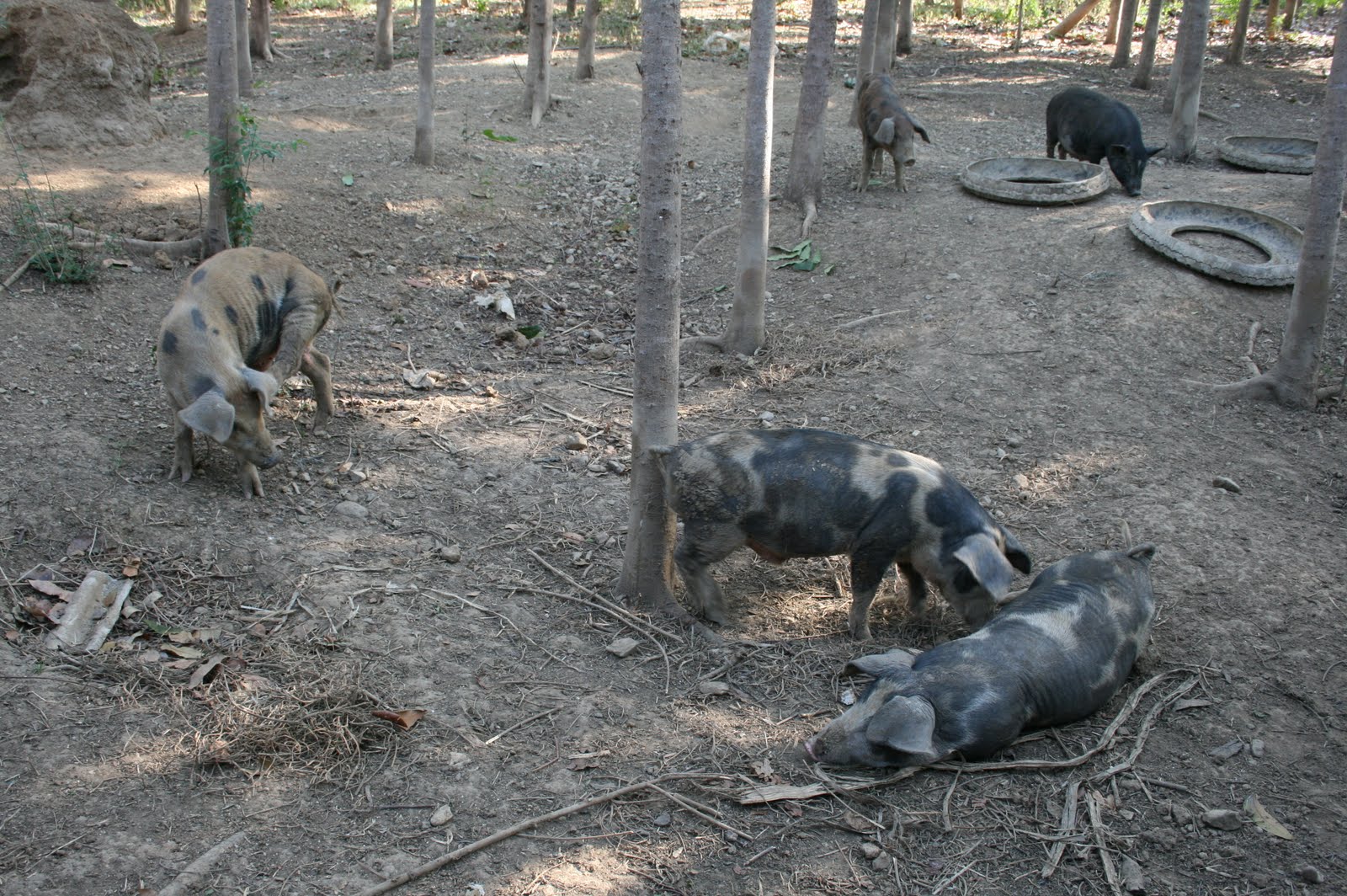 Crusor Natural Farming System Free Ranged / Pastured Pigs