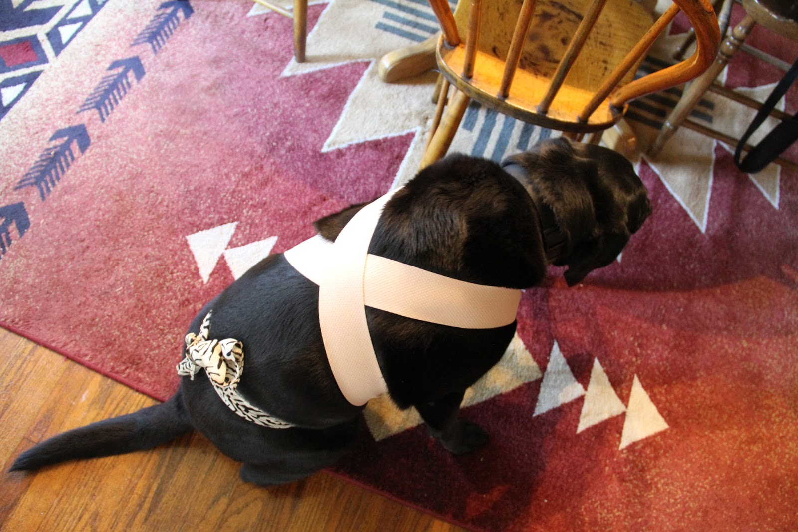 THE BOOK OF BARKLEY DIY Thundershirt