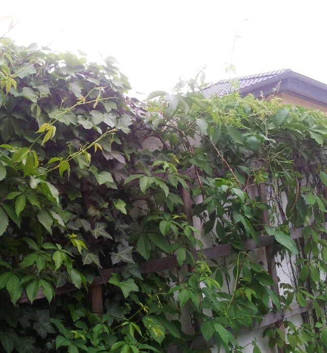 Ackerbau In Pankow Extrem Kletterer 3