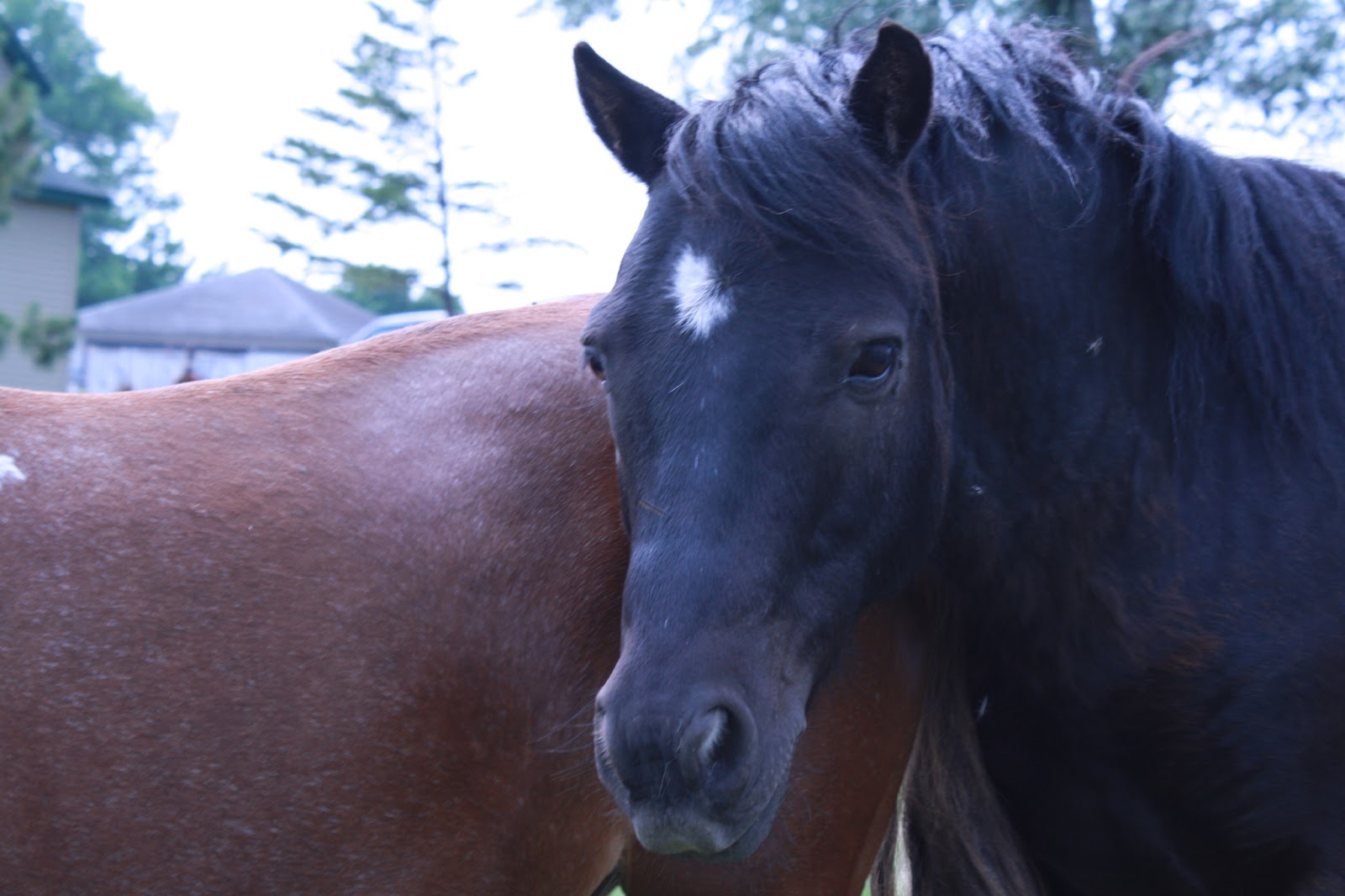 Waseca County Animal Humane Society Pet of the Week Beauty