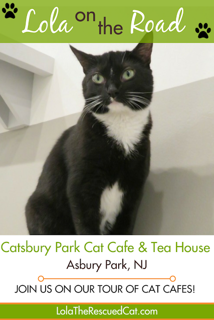 cat cafes|catsbury park cat cafe and tea house|lola on the road