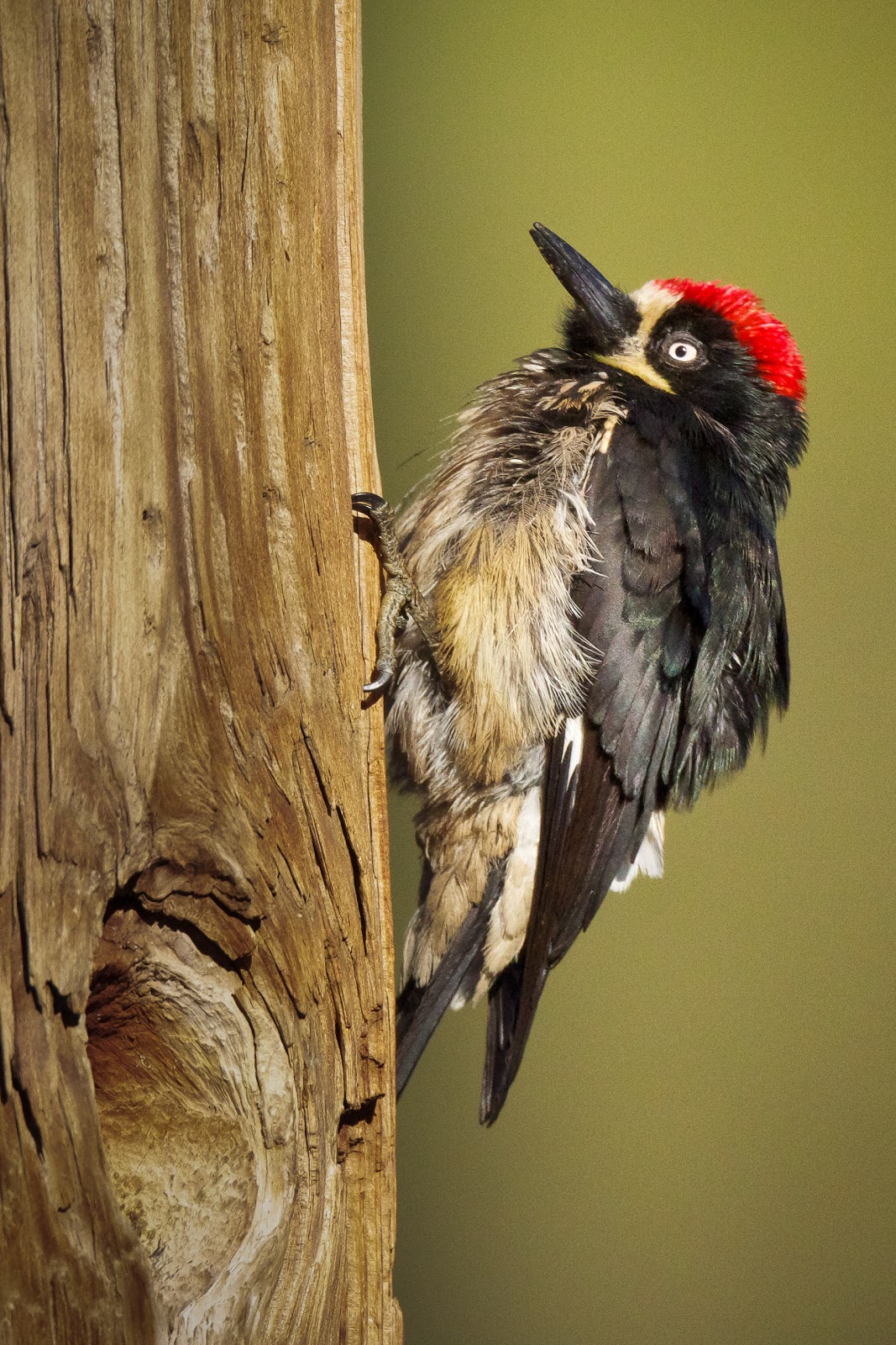 Feather Tailed Stories: Acorn Woodpecker