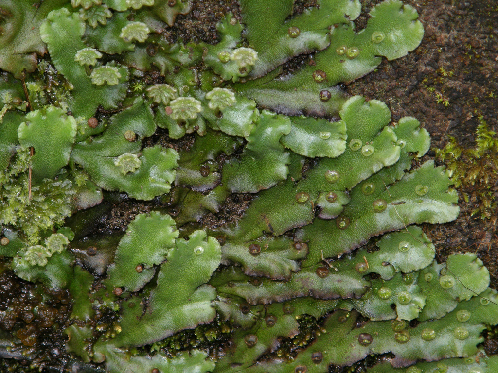 Rosa Rubicondior 2017