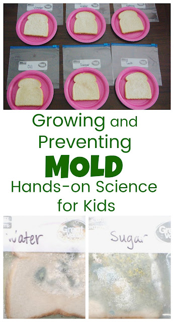 Growing and Preventing Mold a Science Experiment for Kids - Life with ...