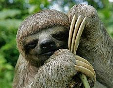 Three Toed Sloth