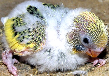 Wow Lovebird X Parkit Anaknya Jadinya Apa Ya Kabar Burung Hari Ini