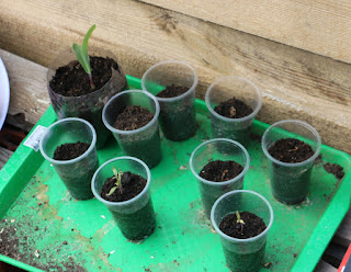 Sweetcorn and tomato seedlings Sweetcorn and tomato seedlings