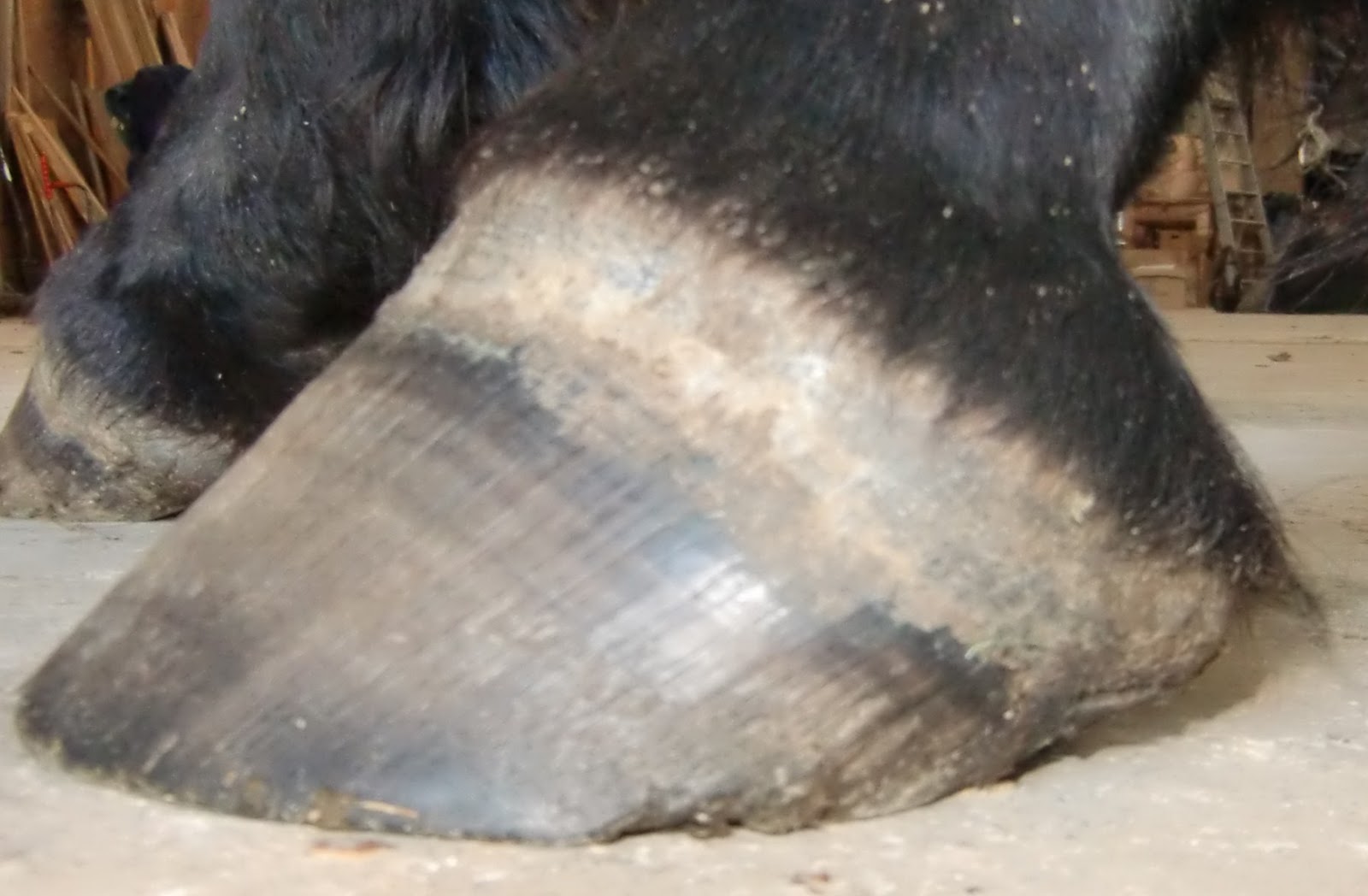Barefoot Horse Blog Toe Cracks