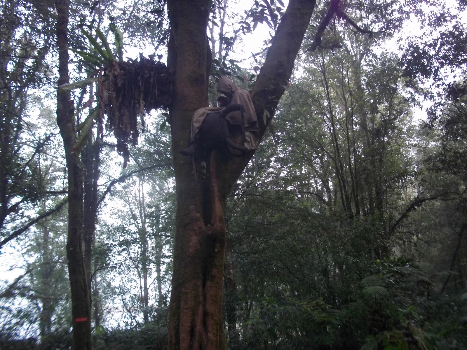 Cerita Pendidikan Dasar: Tidur Kalong - gandawesi.or.id