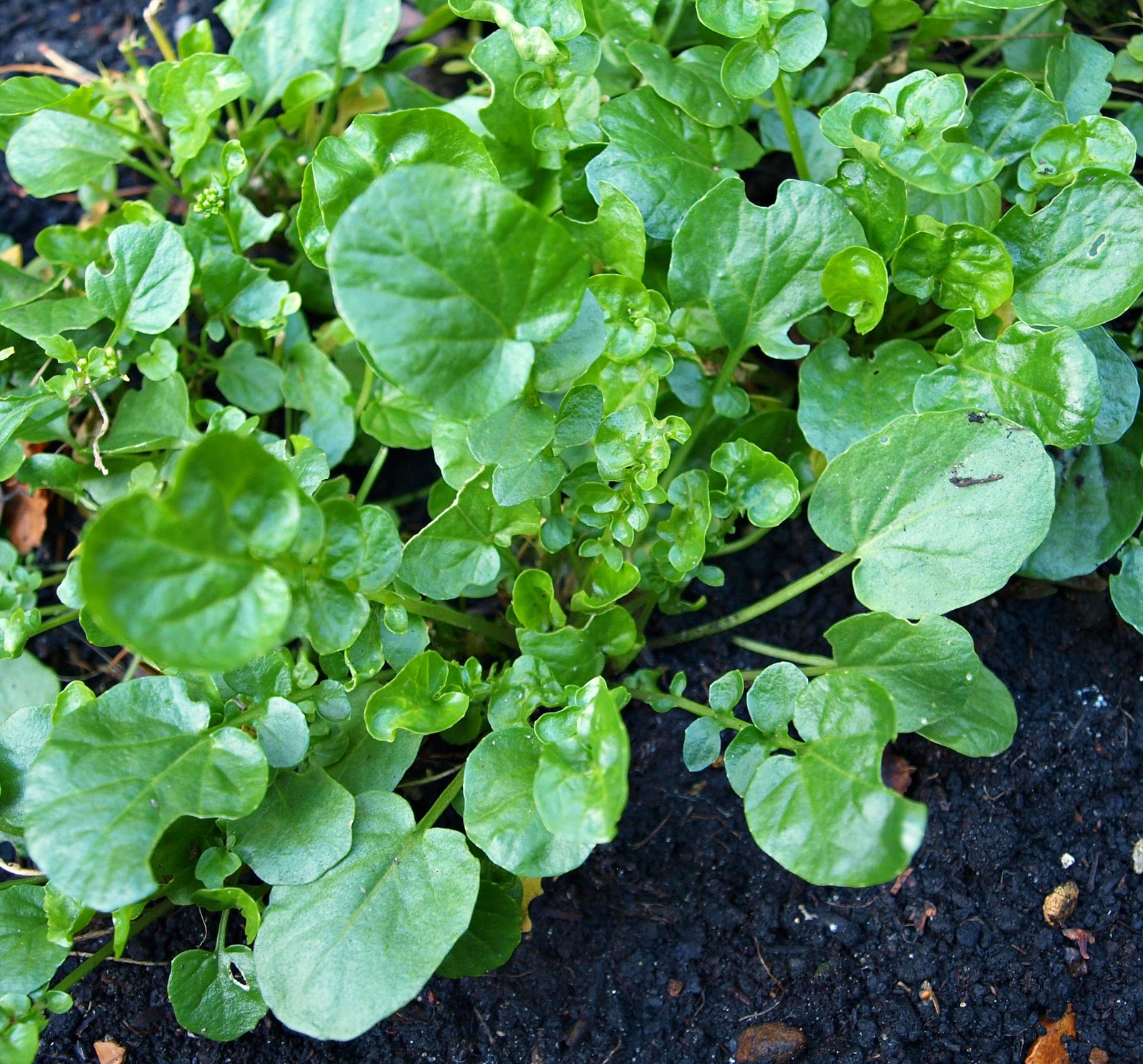 Mark�s Veg Plot Oh No, not MORE lettuce!