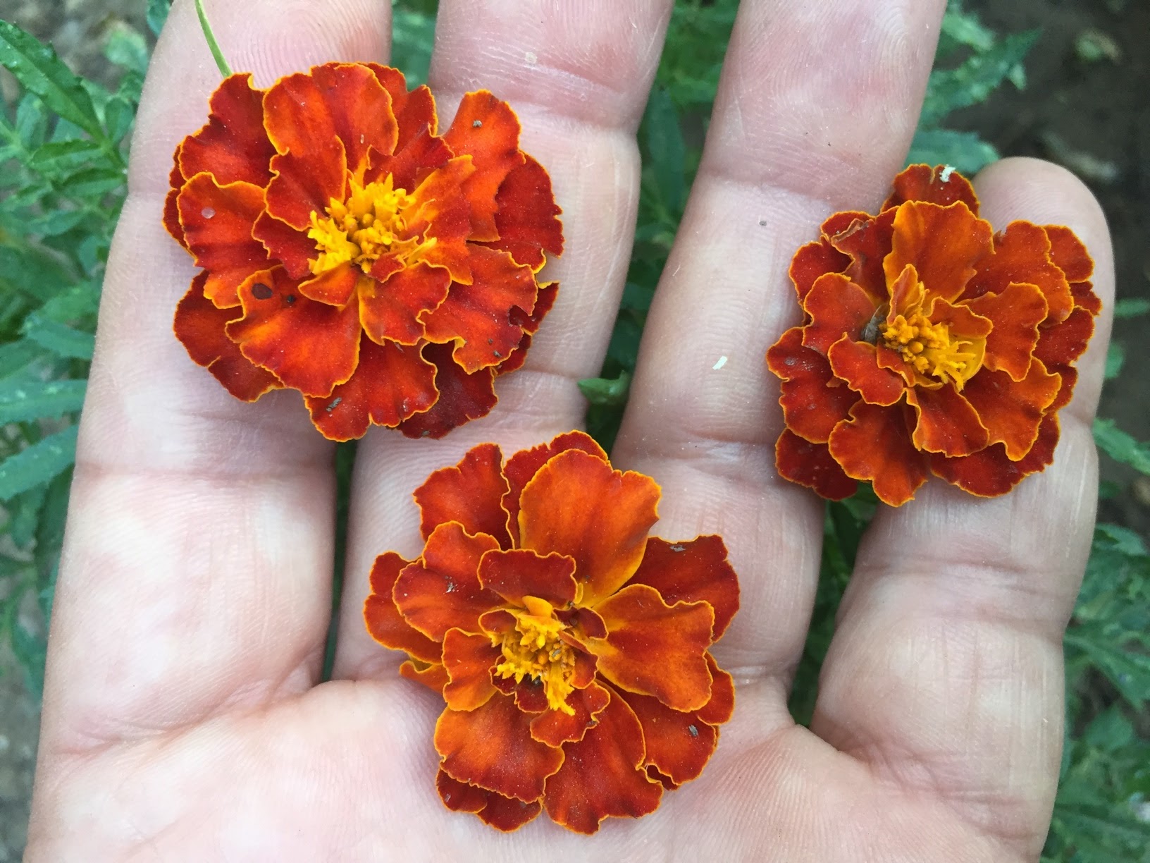 How To Grow Marigolds