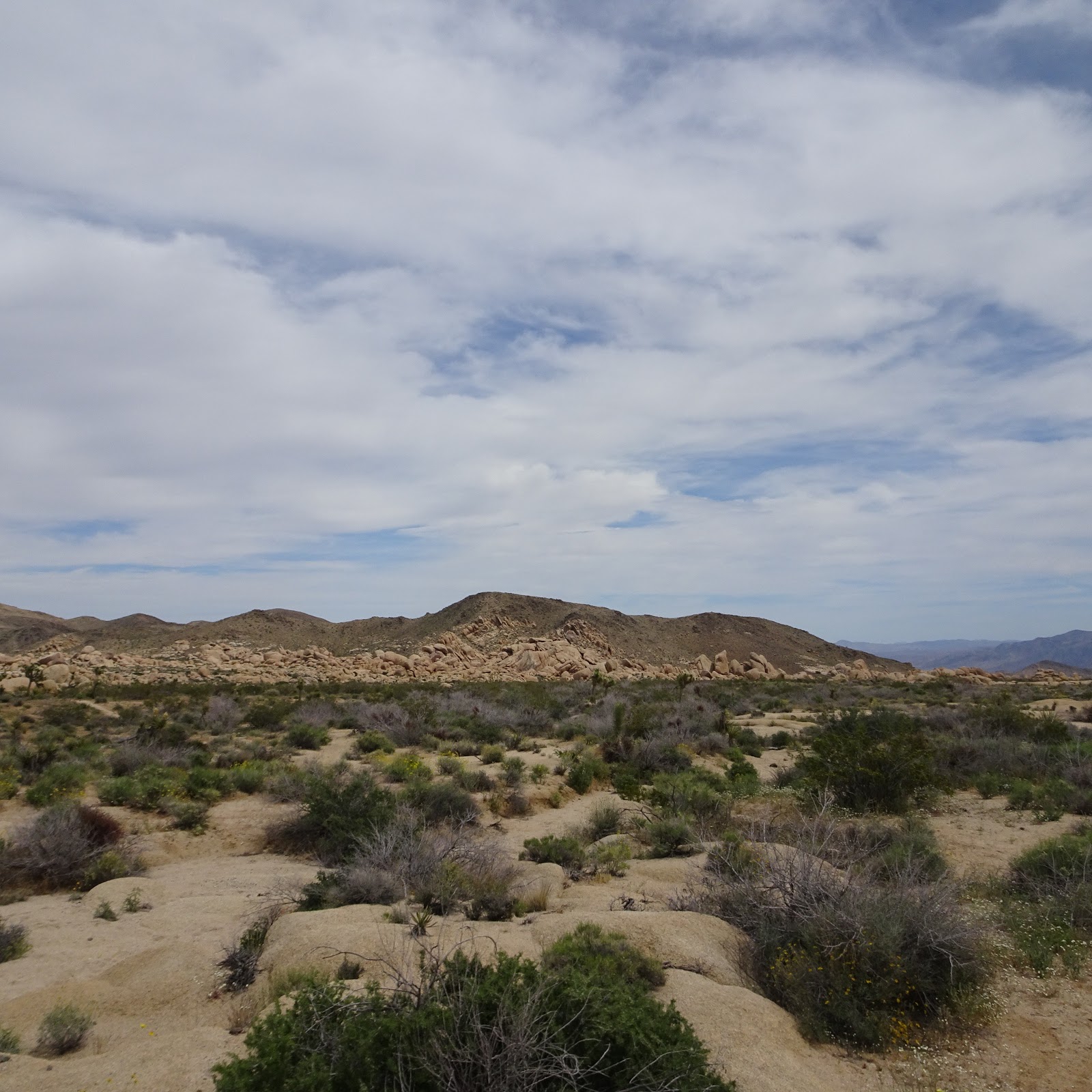 Traveling with Tucson Joshua Tree National Park