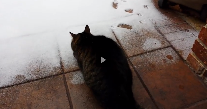 Cat Sees Snow For The First Time And Goes Nuts Snow Addiction