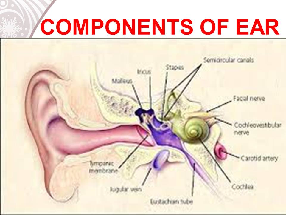 Слуховой аппарат внутреннего уха. Барабанная перепонка при тугоухости. Профессиональная нейросенсорная тугоухость патогенез. Кохлеарная нейросенсорная тугоухость. Глухота анатомия уха.