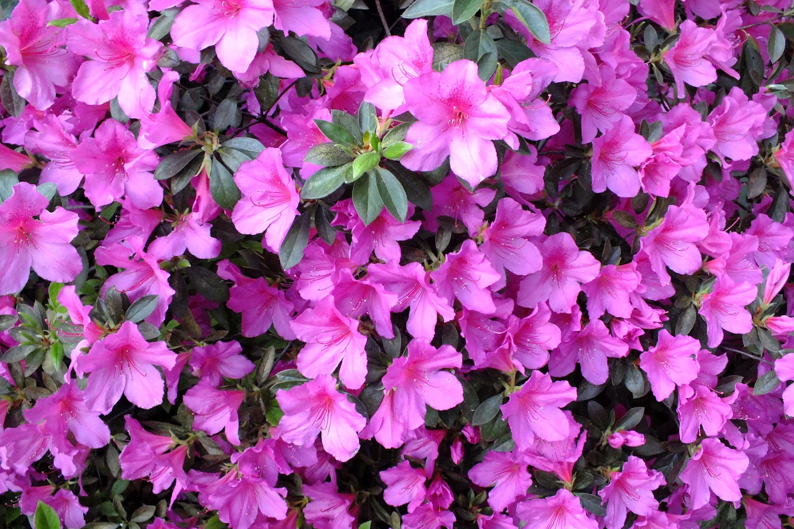 Gene's Garden Azalea's in full bloom