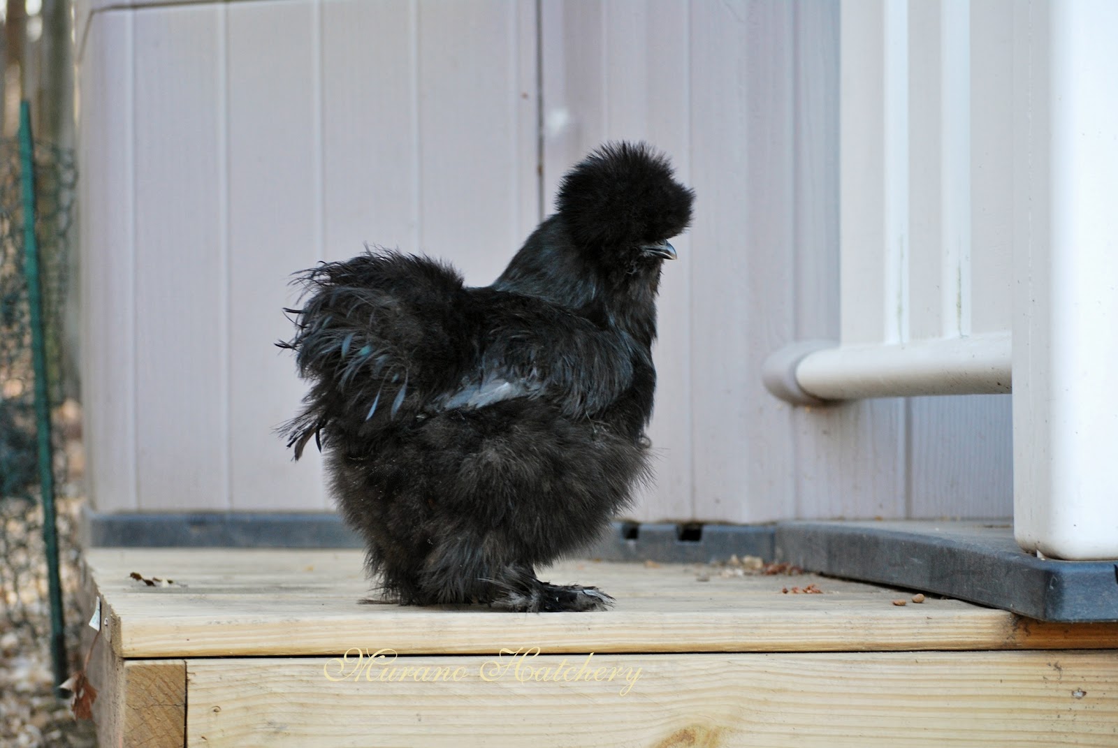 Our newest silkie pullets. Murano Chicken Farm