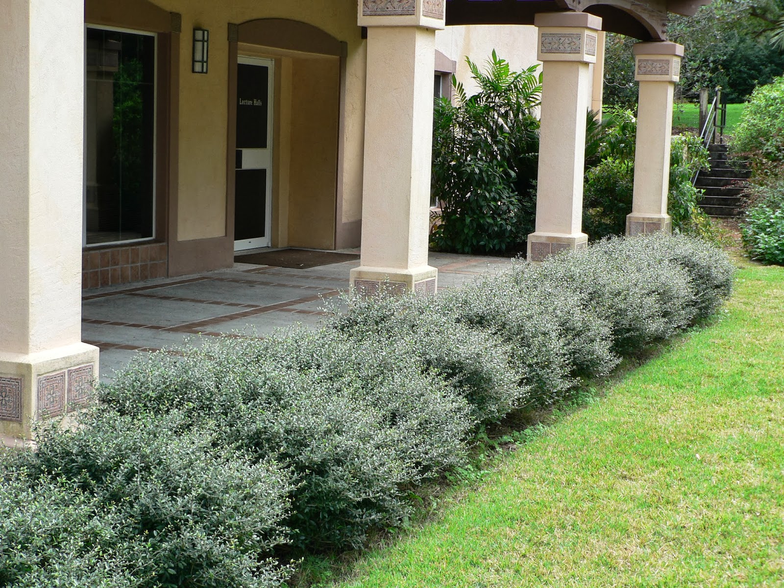 Small Evergreen Shrubs For Landscaping - Landscape Ideas