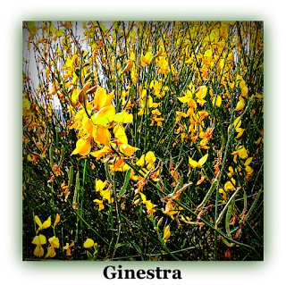 Spanish Broom Spartium junceum