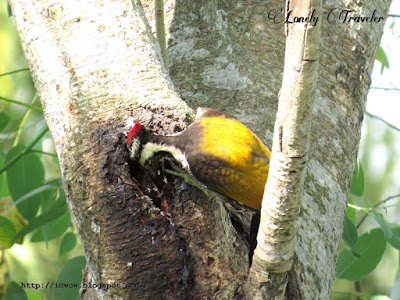 Dinopium benghalense woodpecker