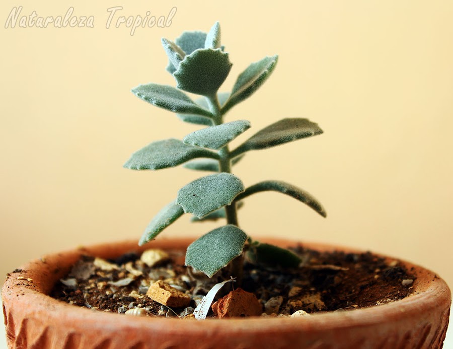 Vista de la planta suculenta llamada Kalanchoe millotii
