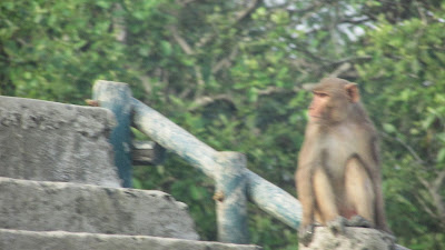 Sundarban Picture