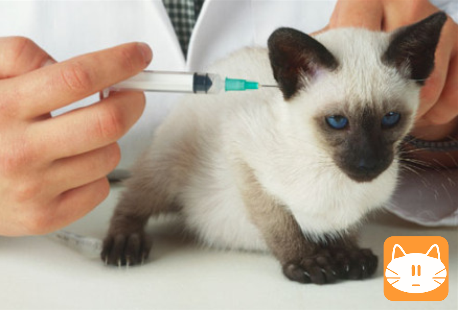 Kittens First Shots Life Of Kitten
