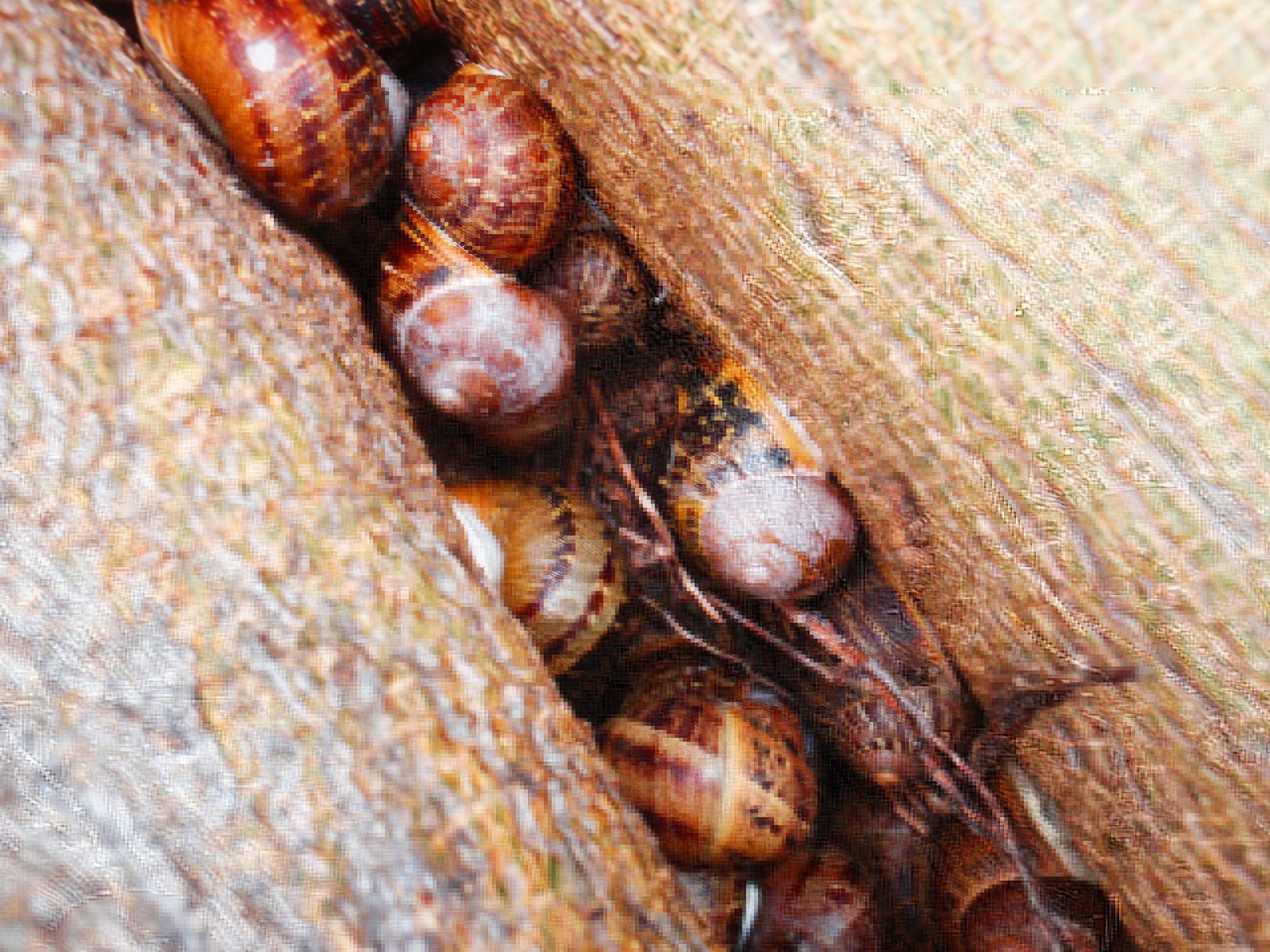 Mastering Horticulture Hibernaculum