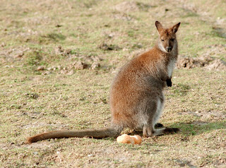 diprotodontia wallaby de cuello rojo Macropus rufogriseus
