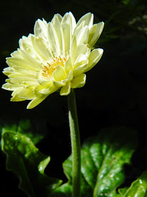 White gerbera daisy Allan Gardens Conservatory 2015 Spring Flower Show by garden muses-not another Toronto gardening blog