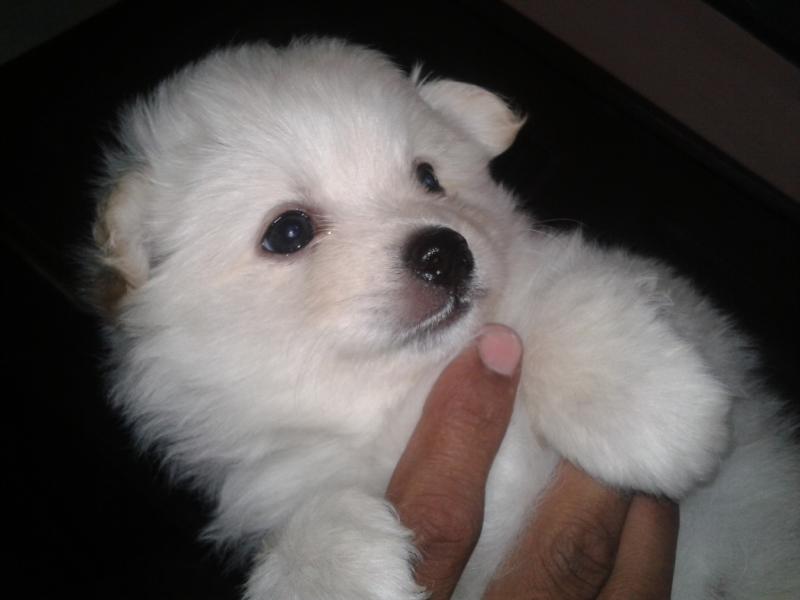 55+ Pomeranian White Puppy Price In India l2sanpiero