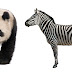 Por que as zebras e os pandas possuem padrões pretos e brancos tão únicos?