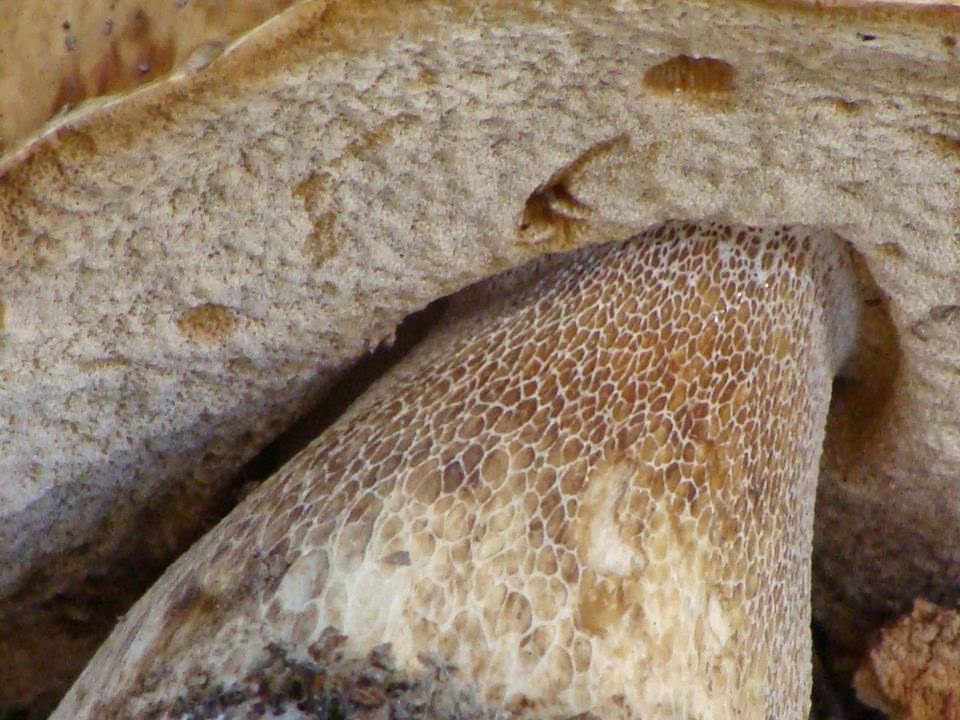 Boletus reticulatus DSC25896