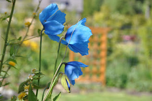 Himilayan Blue Poppy