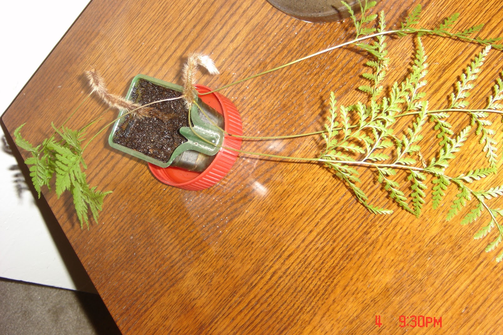 QuiltNCards Homemade Rabbit Foot Fern