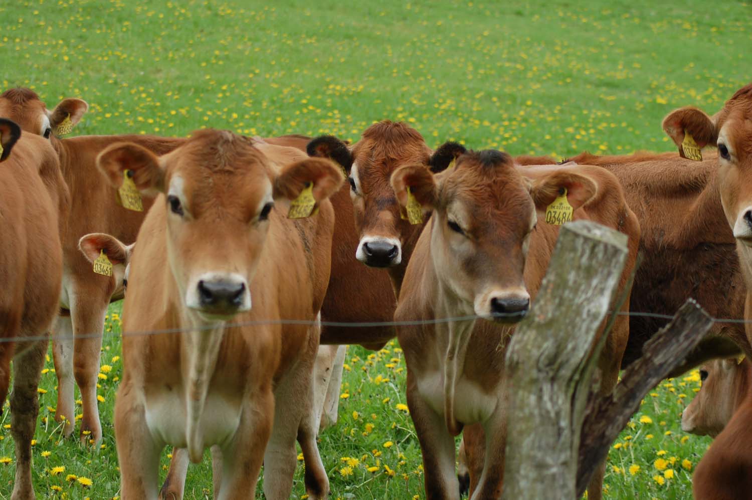 Thyra Those lovely Cows.. a little about the Jersey's