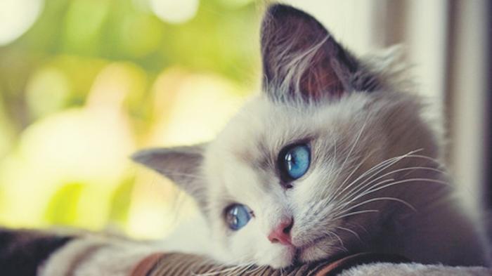 Teks Kalimat Indonesia Inilah 5 Hewan Peliharaan Yang Cocok Untuk