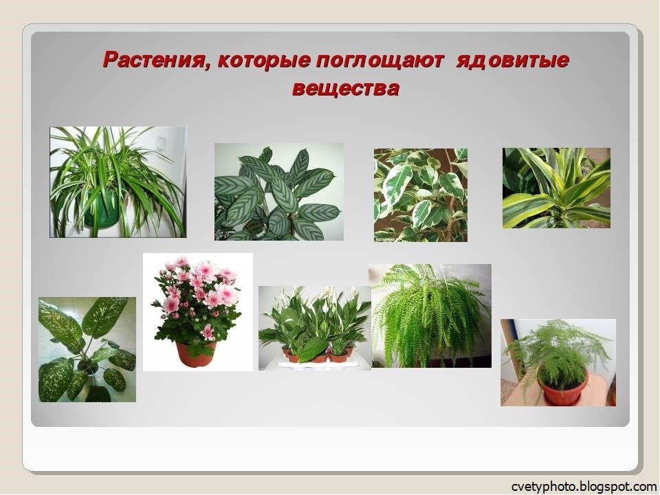 Фикус ядовитый