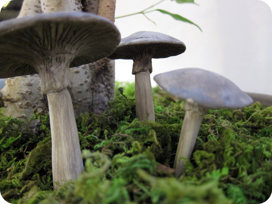 lemmemakeit: homemade mushrooms