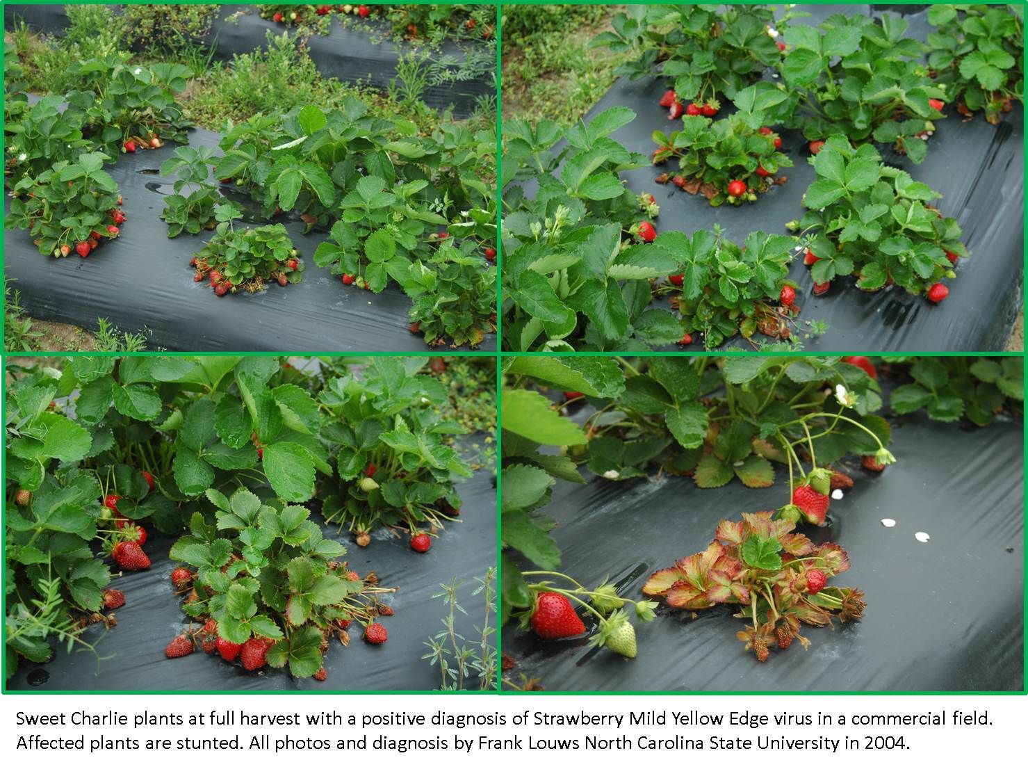 NCSU PDIC More information about the 2013 strawberry virus outbreak
