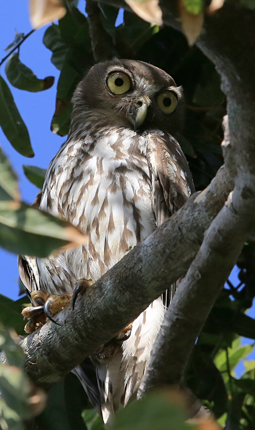 Tyto Tony Unwise Barking Owls Give Up Hollow Victory