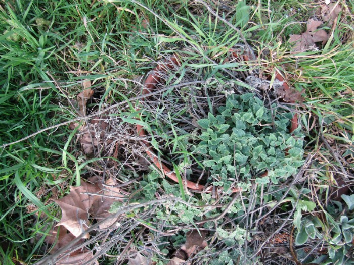 Catmint in and out of Pot Surrounded by Grassy Weeds Garden Tasks Finished before Storm