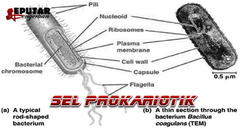 Pengertian Sel Prokariotik Serta Struktur Dan Bagiannya