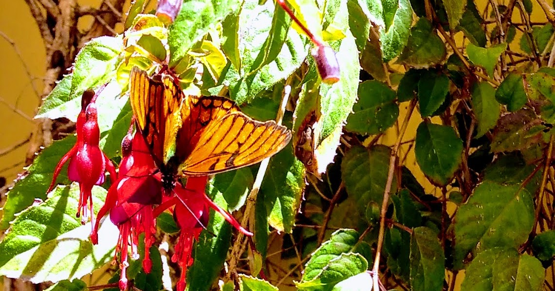 La mariposa y la flor [HISTORIAS]