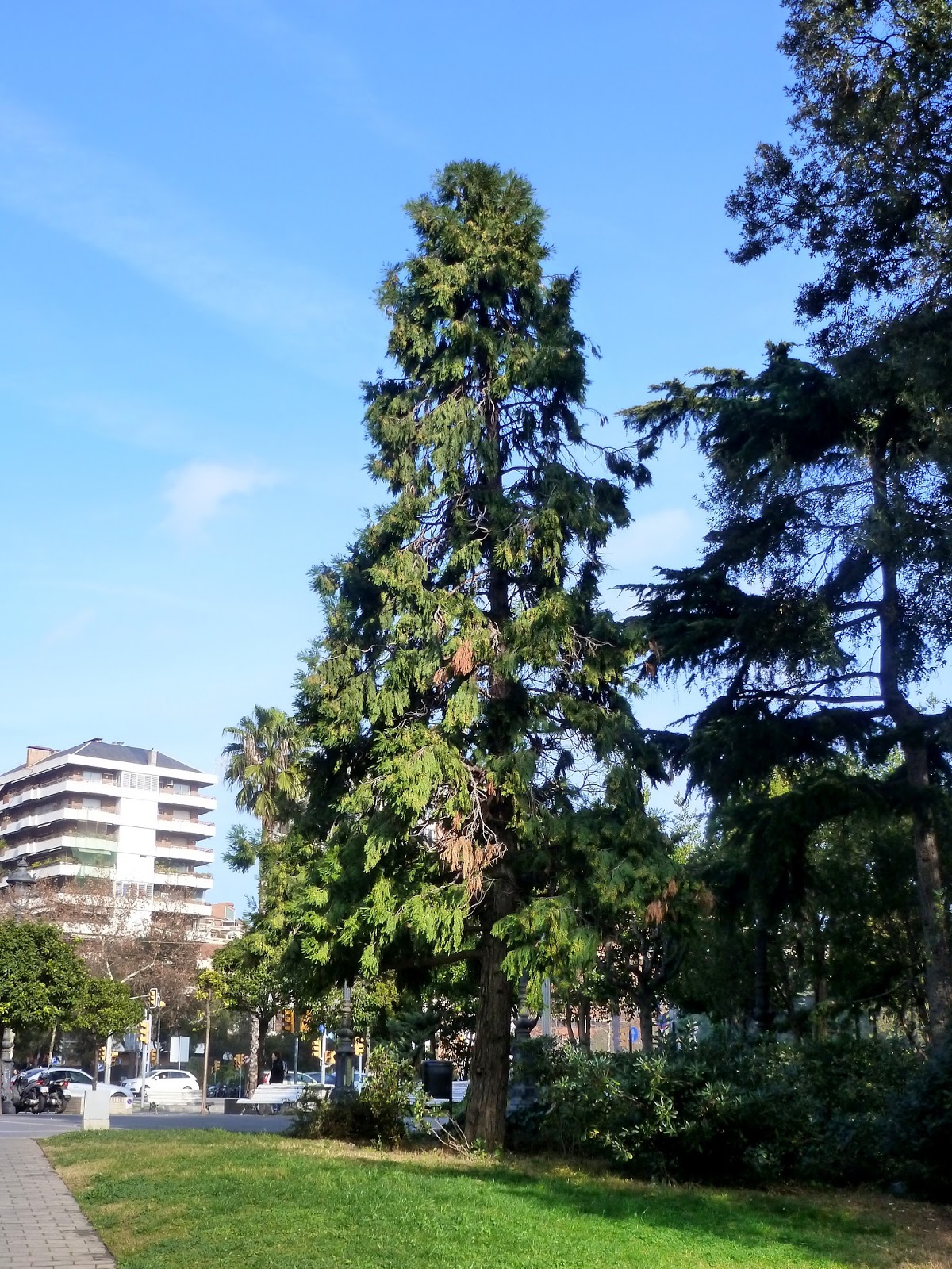 Árboles con alma: Libocedro (Calocedro decurrens)