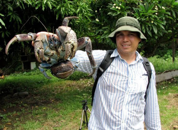 Amazing Stuff Giant Coconut Crab
